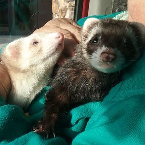 Meet your Posher, Tomi